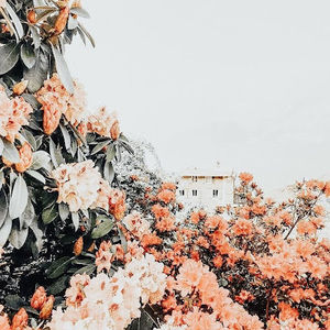 Meet your Posher, Attie